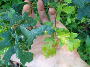 quercus garryana ( chene de Garry )